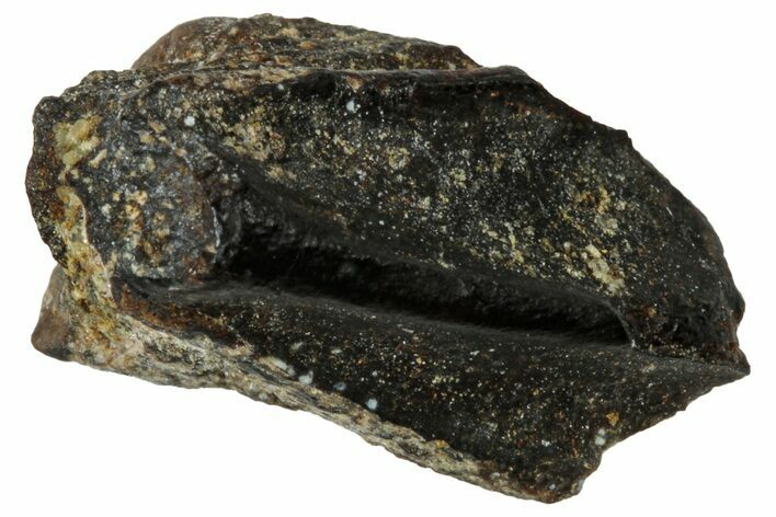 Fossil Hadrosaur (Edmontosaurus) Tooth - Wyoming #323962